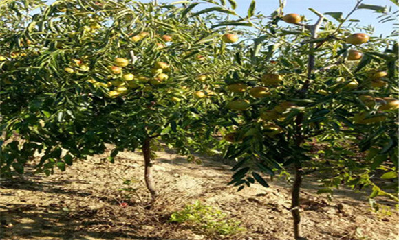 棗樹(shù)自然紡錘形的主要特點(diǎn)