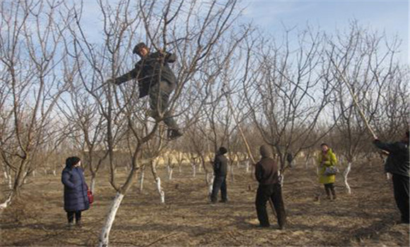 不同樹齡時期杏樹的冬剪要點