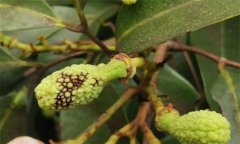 荔枝炭疽病的癥狀特征、防治方法及其發(fā)病規(guī)律