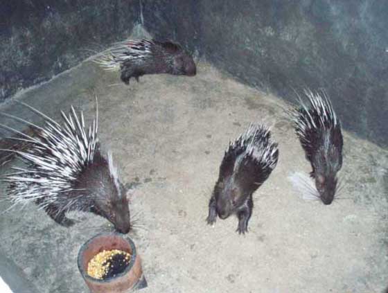 豪豬養(yǎng)殖母豬發(fā)情的鑒定方法 母豬飼養(yǎng)方法