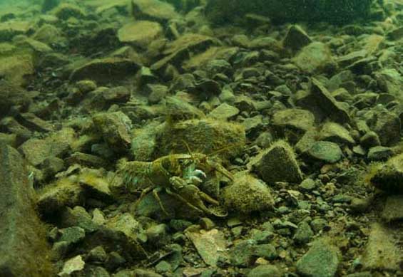淡水小龍蝦池塘水質(zhì)管理技術與凈化方法