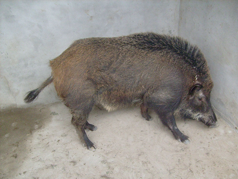 野豬養(yǎng)殖