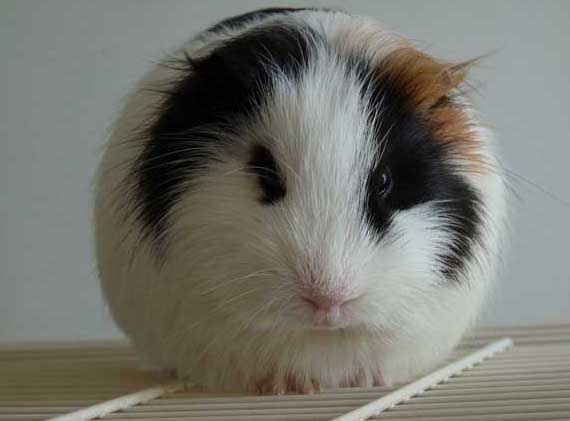 荷蘭豬叫聲所代表的含義 荷蘭豬飼養(yǎng)管理方法