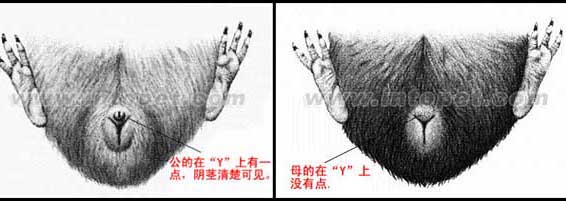 荷蘭豬怎么分公母 荷蘭豬養(yǎng)殖方法