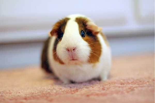 荷蘭豬壽命到底有多長 荷蘭豬養(yǎng)殖技術(shù)