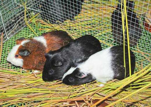 養(yǎng)殖一只商品黑豚鼠需要多少成本 黑豚的養(yǎng)殖技術