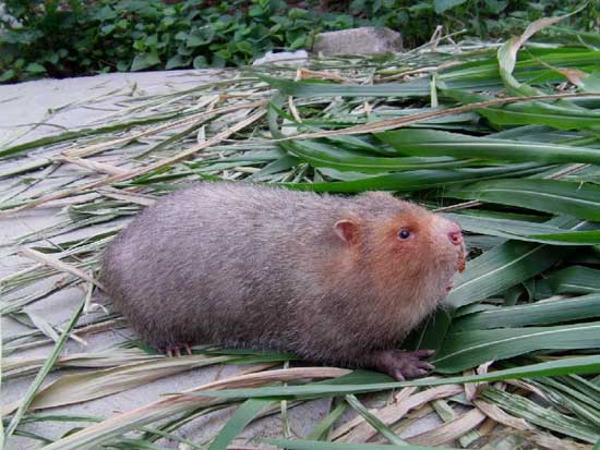 竹鼠養(yǎng)殖的選種技巧 竹鼠的養(yǎng)殖技術(shù)