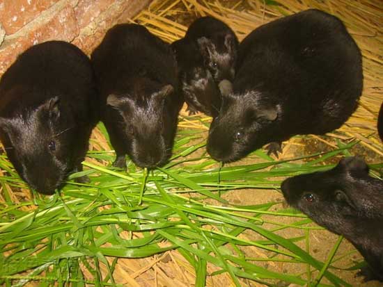 怎樣識(shí)別黑豚鼠炒種騙局 黑豚飼養(yǎng)管理方法