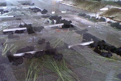 黑豚高效養(yǎng)殖技術(shù) 黑豚飼養(yǎng)管理方法