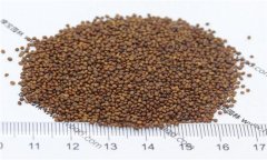 百脈根播種技術(shù)要點(diǎn) 百脈根草種植方法