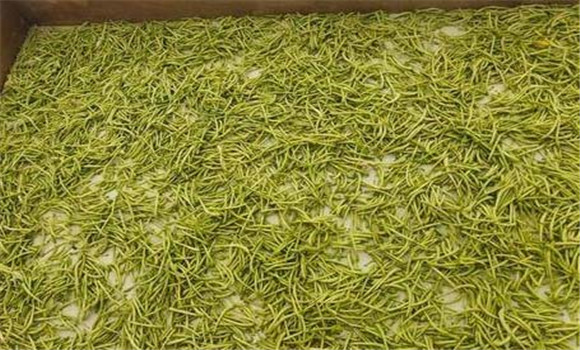 金銀花采摘后怎么處理