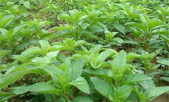 薄荷栽培技術要點