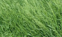 扁穗雀麥栽培技術(shù)與利用價值