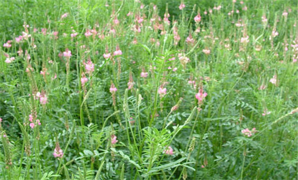 紅豆草品種有幾個，需要什么的生長條件