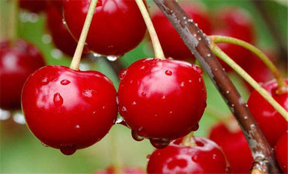 我國甜櫻桃的發(fā)展前景如何