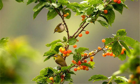 櫻桃樹幾年結果
