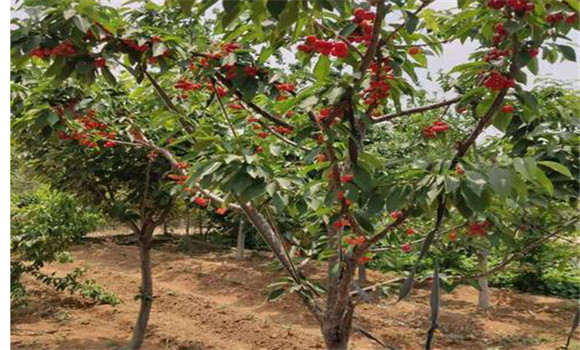 櫻桃樹結果少的原因