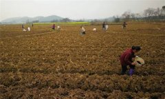 烤煙施肥技術(shù):種植烤煙怎樣進行施肥