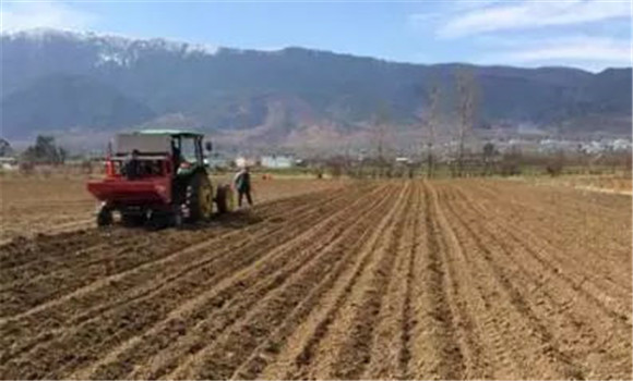 飼用甜菜的選地、選茬、整地