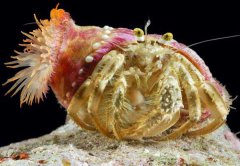 寄居蟹怎么養(yǎng)？飼養(yǎng)寄居蟹前準(zhǔn)備工作