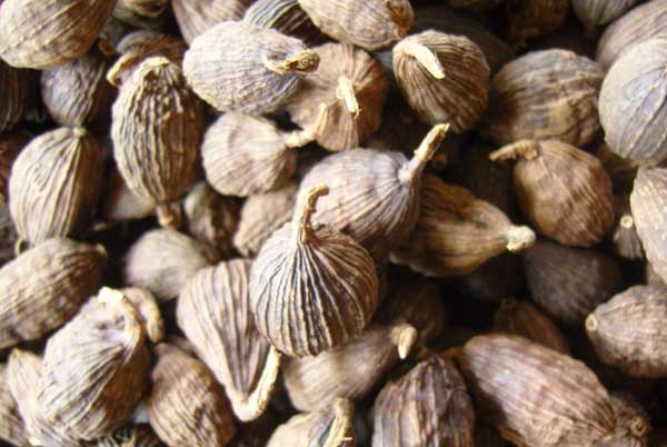 草果高產(chǎn)種植技術(shù) 其它作物種植技術(shù)