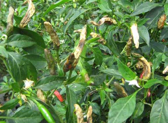 辣椒炭疽病的防治措施 辣椒病蟲害防治技術(shù)