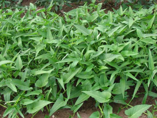 空心菜的高效栽培管理技術(shù) 空心菜栽培技術(shù)