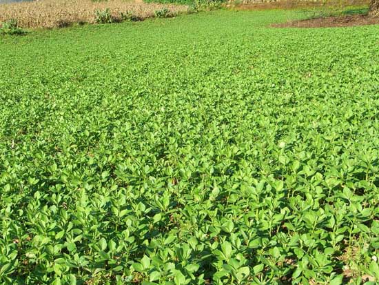 豌豆苗種植技術 豌豆育苗技術