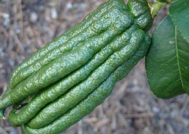 蔬菜栽培技術(shù)