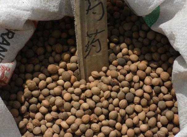 芍藥種子怎么種植? 芍藥的養(yǎng)殖方法