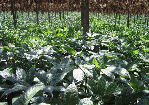 三七的種植條件要求 三七種植技術(shù)