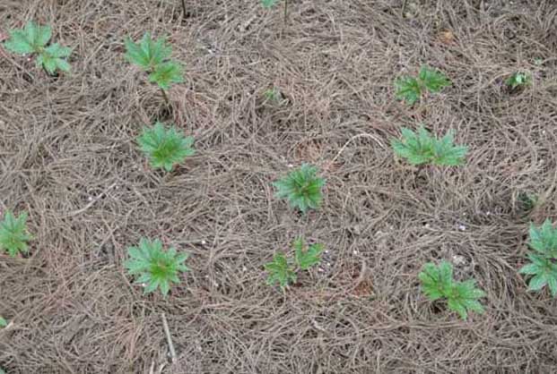 三七的種植條件要求 三七種植技術(shù)