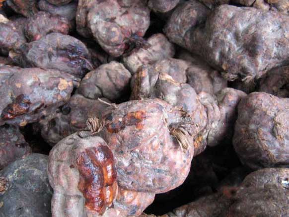 何首烏栽培技術(shù) 何首烏栽培技術(shù)