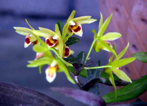 鐵皮石斛產(chǎn)地主要有哪些地方 中藥材種植技術(shù)