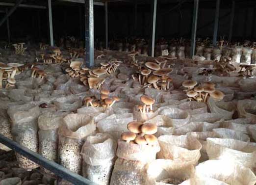 茶樹菇栽培技術(shù)及視頻指導(dǎo) 茶樹行情