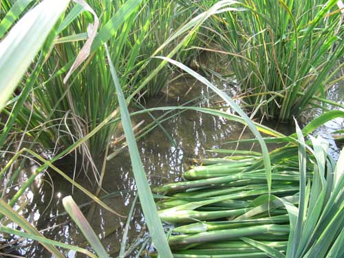 茭白優(yōu)質(zhì)高產(chǎn)栽培技術(shù) 蔬菜種植技術(shù)