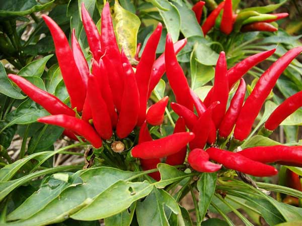 三櫻椒栽培技術 蔬菜種植技術