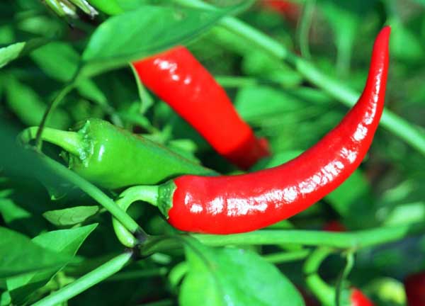 地膜辣椒高產(chǎn)栽培技術(shù) 辣椒種植技術(shù)