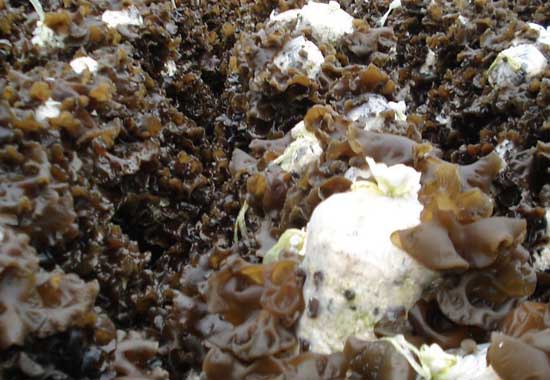 黑木耳的種植管理技術(shù) 黑木耳栽培技術(shù)