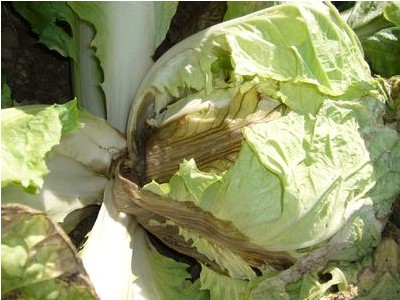 白菜軟腐病的防治方法 白菜病蟲(chóng)害防治技術(shù)