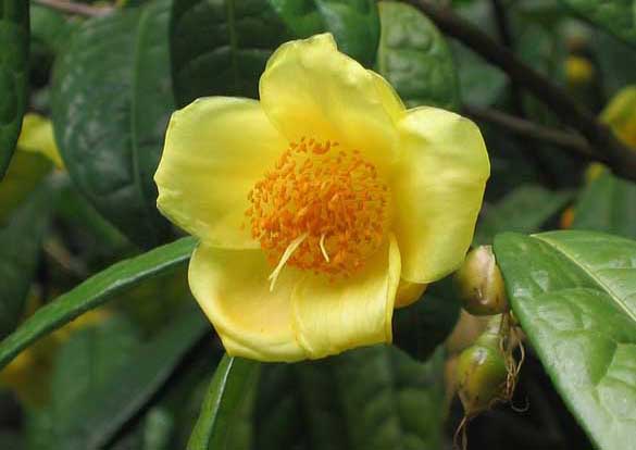 金花茶種植技術(shù) 經(jīng)濟(jì)作物栽培技術(shù)