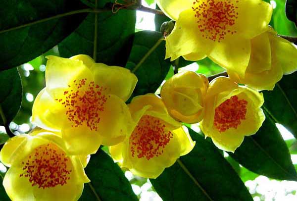 金花茶種植技術(shù) 經(jīng)濟(jì)作物栽培技術(shù)