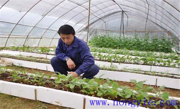 大棚番茄品種應(yīng)耐低溫、早熟