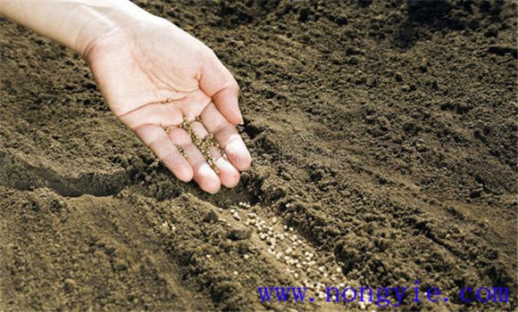 做好種子、土壤、空氣消毒