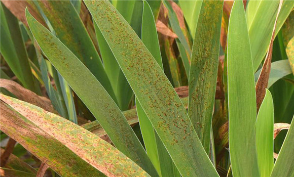 射干銹病的癥狀表現