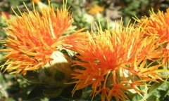 紅花種植方法與時間 草紅花的種植方法