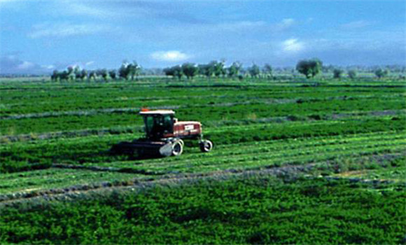 紫花苜蓿的播種時間