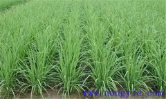 水稻田間管理技術(shù)措施有哪些?