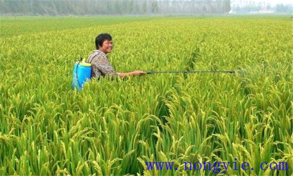 硅、鋅肥的施用方法