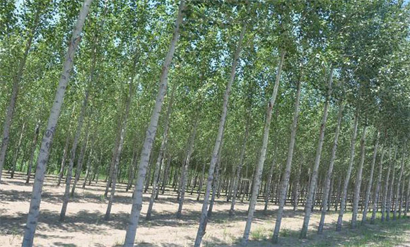 楊樹黑斑病怎么治、用什么藥治